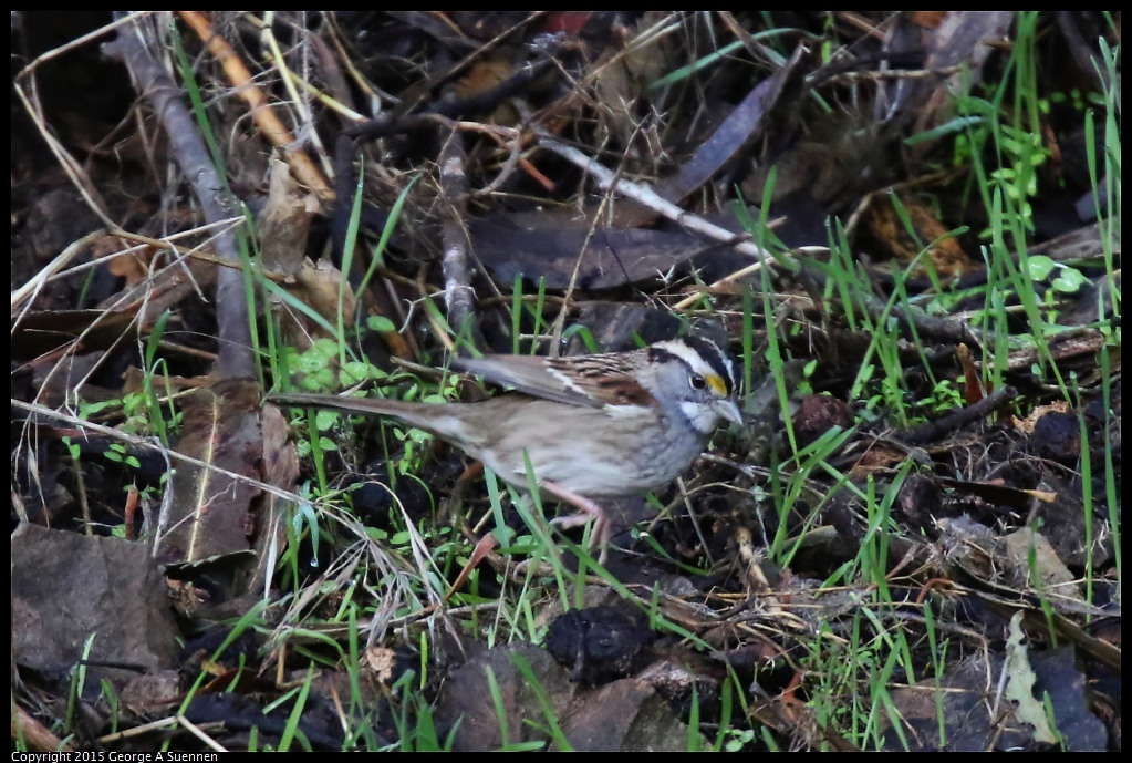 1204-145954-02.jpg - White-throated Sparrow