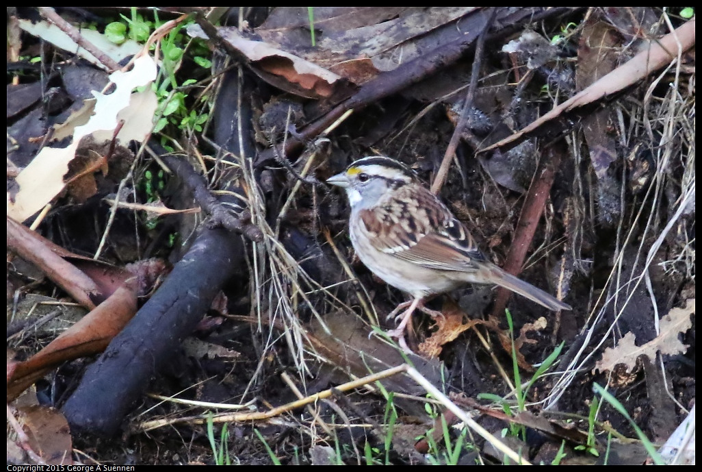 1204-150010-01.jpg - White-throated Sparrow