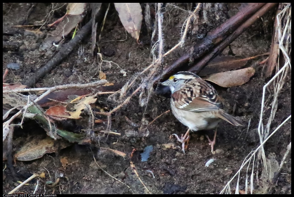 1204-150037-04.jpg - White-throated Sparrow