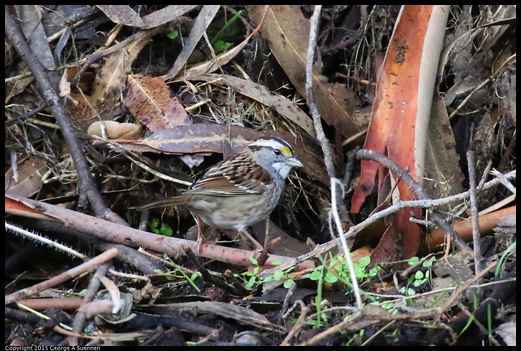 1204-150322-02.jpg - White-throated Sparrow