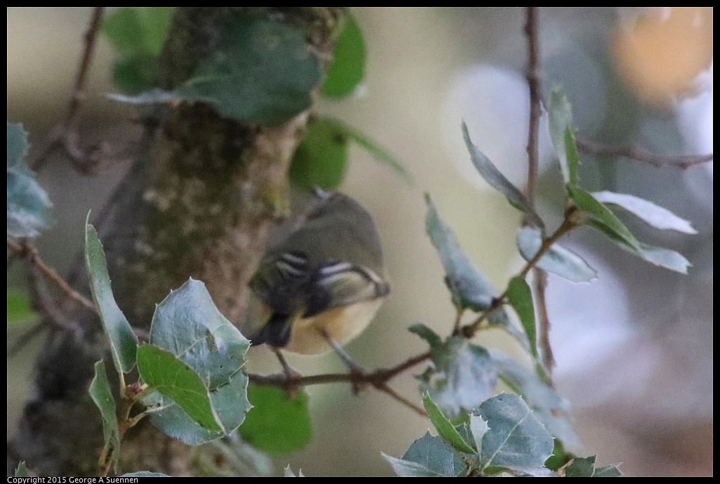1204-133758-01.jpg - Hutton Vireo (Id only)