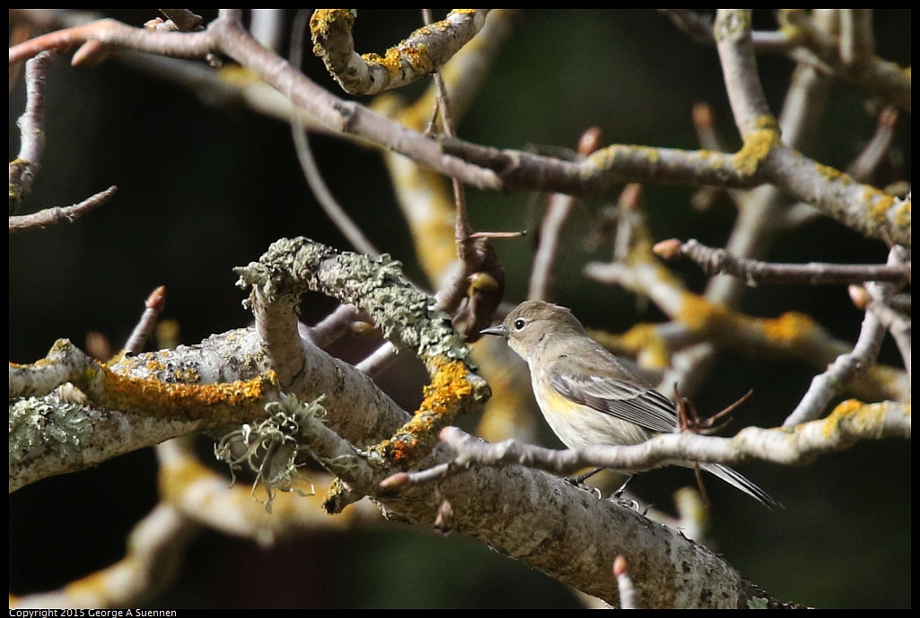 1204-135459-03.jpg - Yellow-rumped Warbler