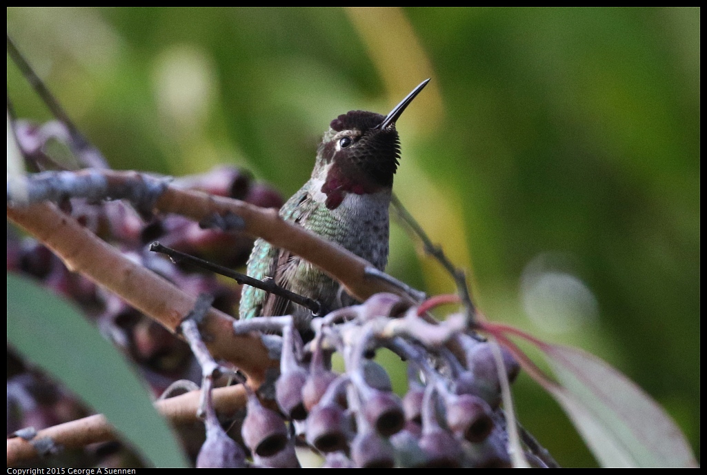 1204-141521-03.jpg - Anna's Hummingbird