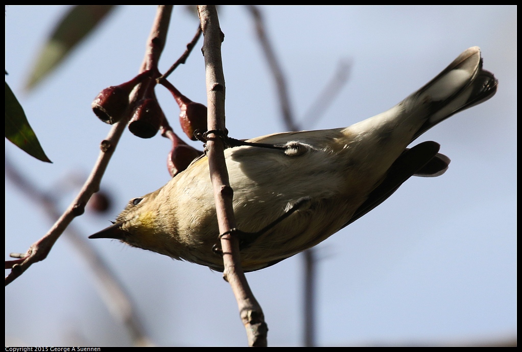 1204-142100-02.jpg - Yellow-rumped Warbler