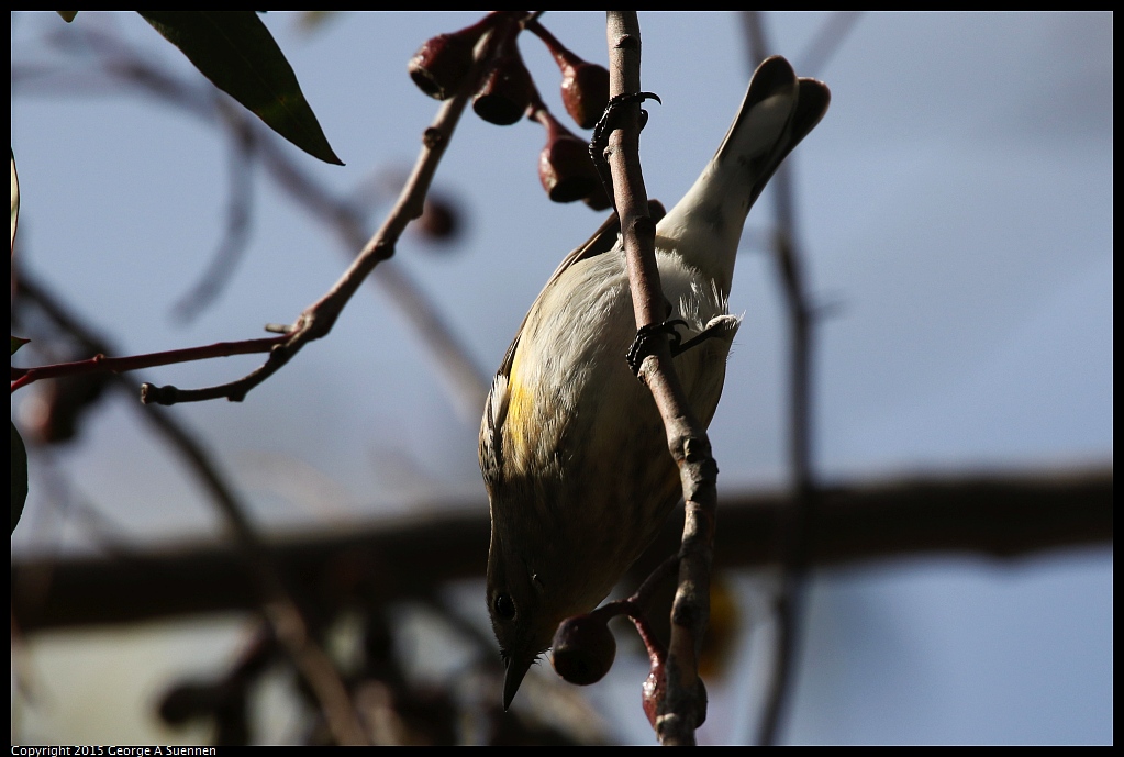 1204-142104-01.jpg - Yellow-rumped Warbler