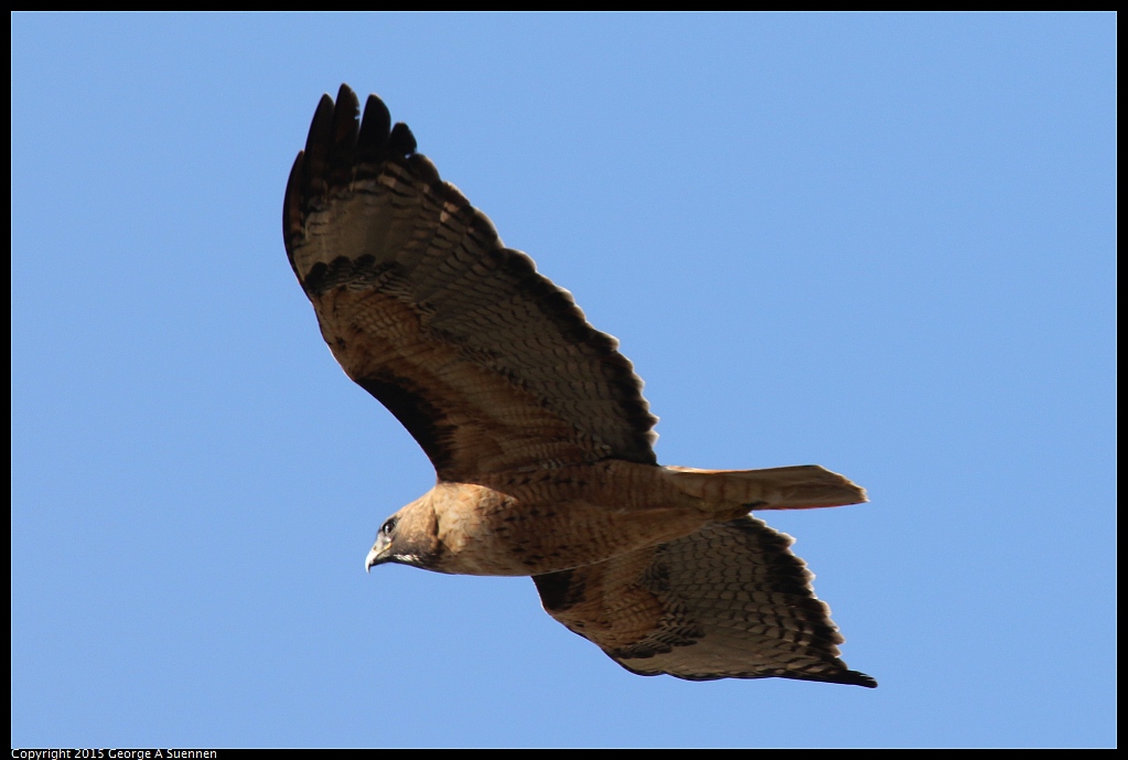 1204-142558-01.jpg - Red-tailed Hawk