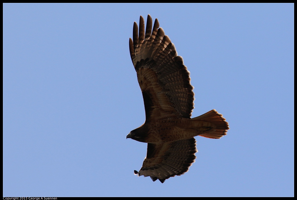 1204-142607-03.jpg - Red-tailed Hawk