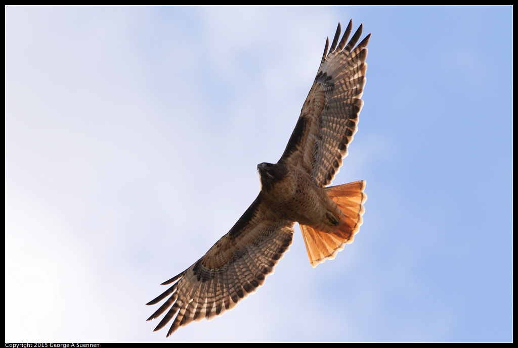 1204-142616-02.jpg - Red-tailed Hawk