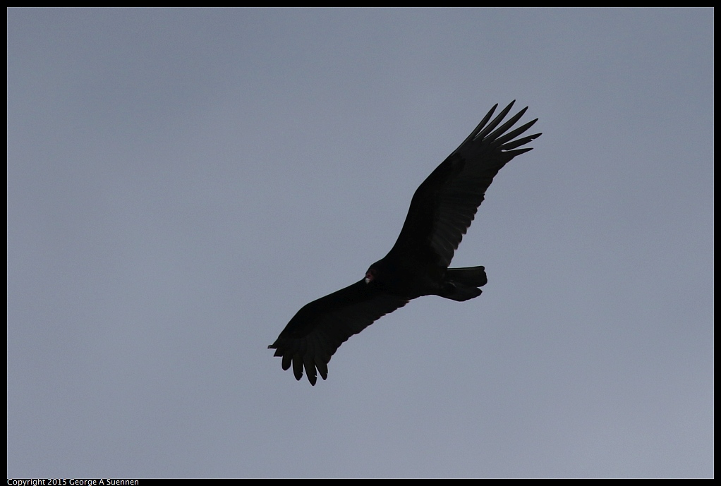1213-123944-01.jpg - Turkey Vulture