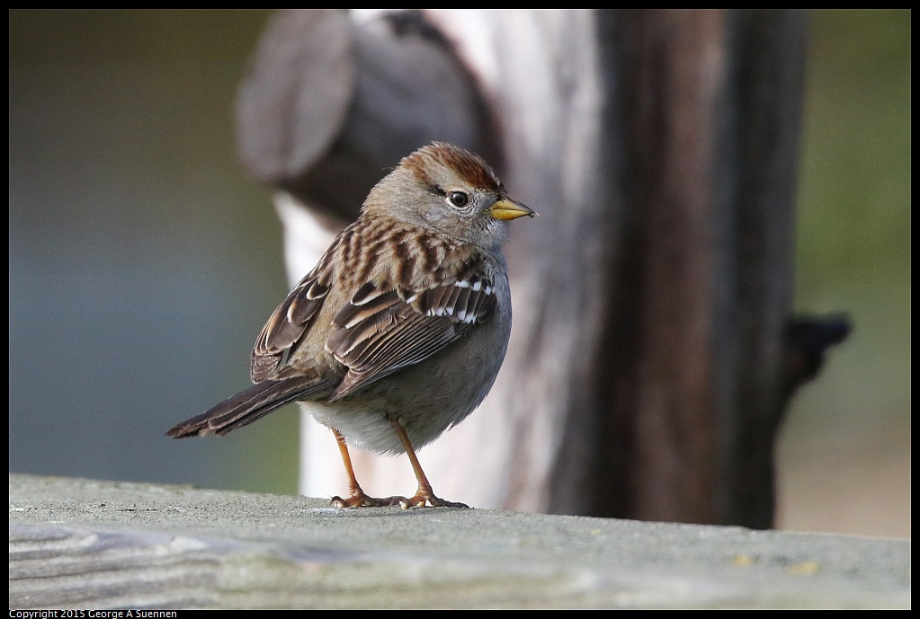 1213-124226-03.jpg - White-crowned Sparrow