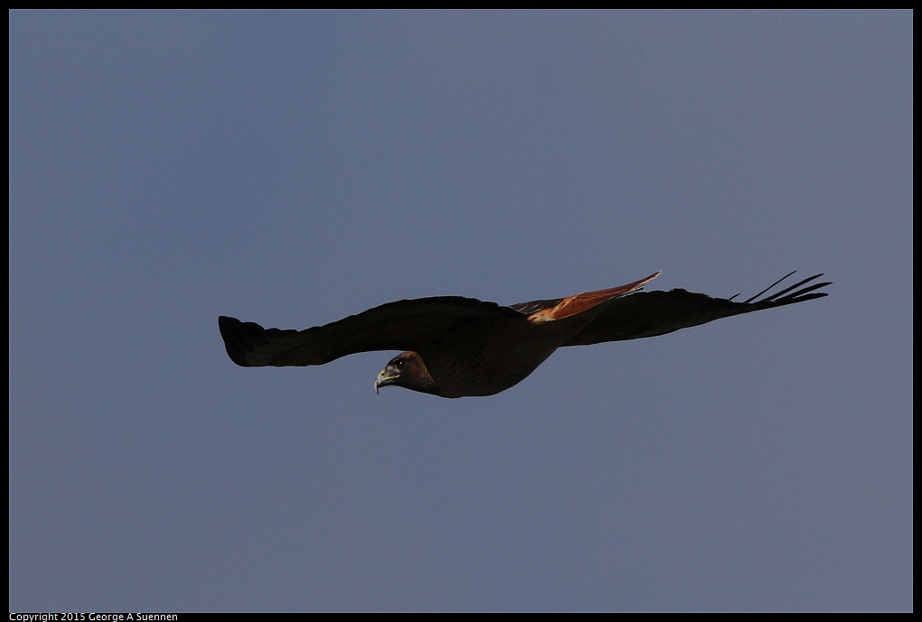1213-124859-01.jpg - Red-tailed Hawk