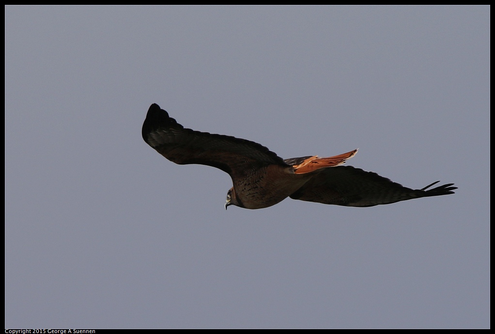 1213-124859-03.jpg - Red-tailed Hawk