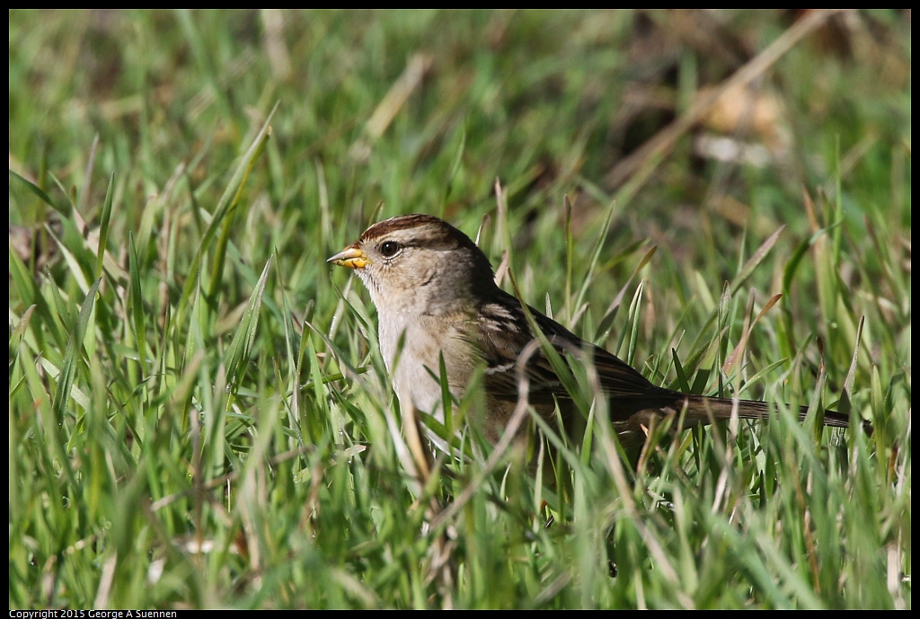 1213-124930-01.jpg - White-crowned Sparrow