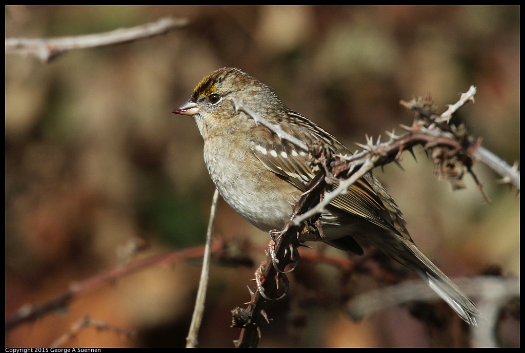 1213-125343-01.jpg - Golden-crown Sparrow