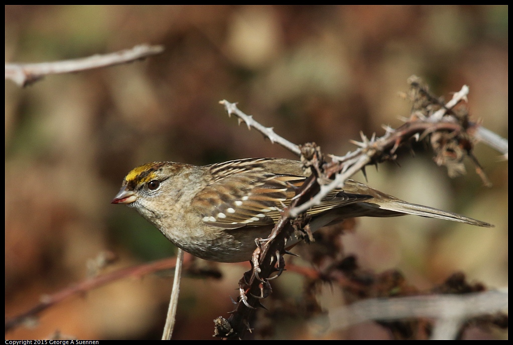 1213-125344-01.jpg - Golden-crown Sparrow