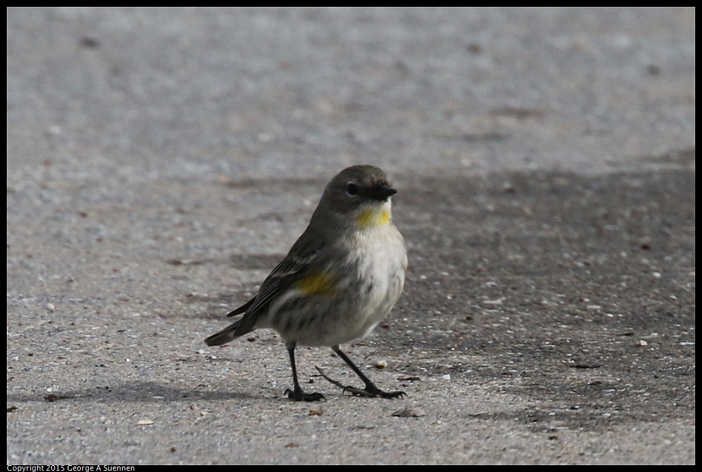 1213-130021-03.jpg - Yellow-rumped Warbler