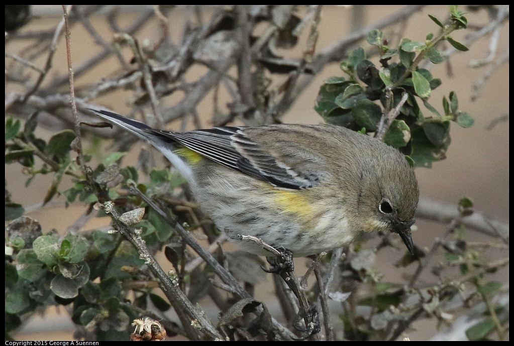 1213-130145-03.jpg - Yellow-rumped Warbler