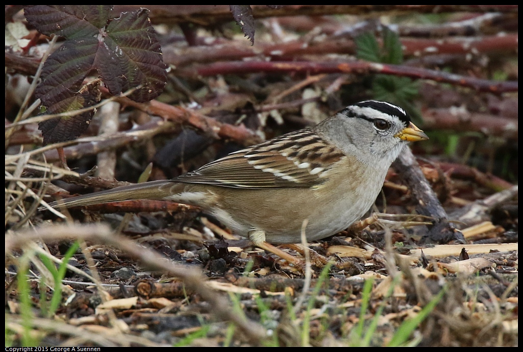 1213-130305-01.jpg - White-crowned Sparrow