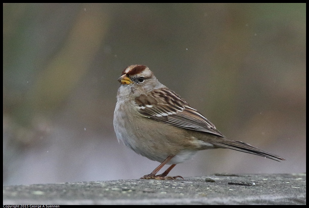 1213-130935-02.jpg - White-crowned Sparrow