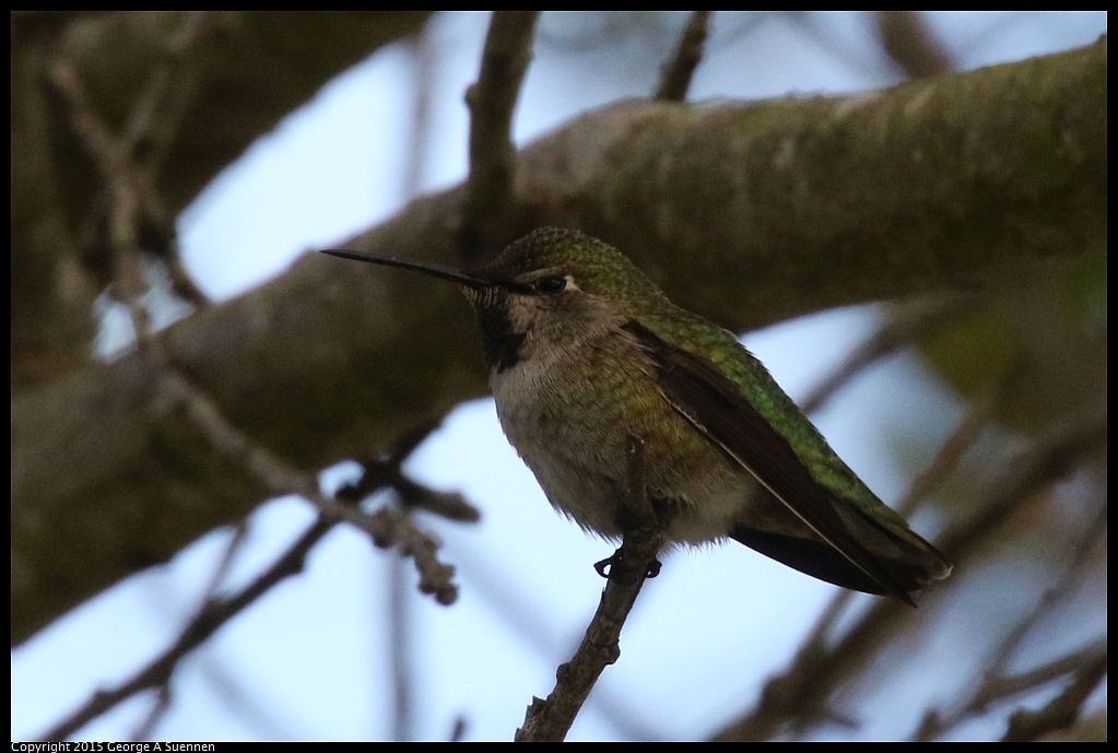 1213-131937-02.jpg - Anna's Hummingbird