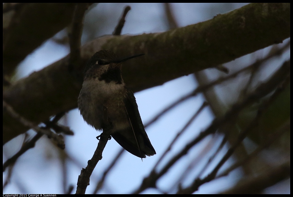 1213-131942-02.jpg - Anna's Hummingbird
