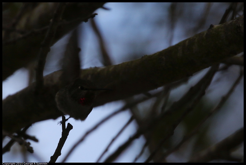 1213-131947-02.jpg - Anna's Hummingbird