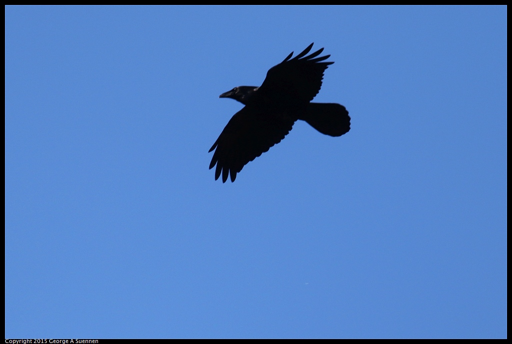 1215-122302-04.jpg - Common Raven