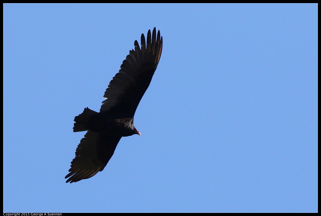 1215-133314-01.jpg - Turkey Vulture