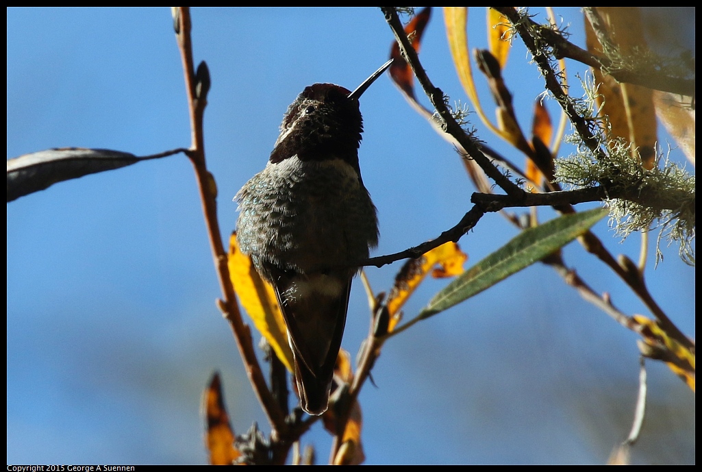1215-135338-01.jpg - Anna's Hummingbird