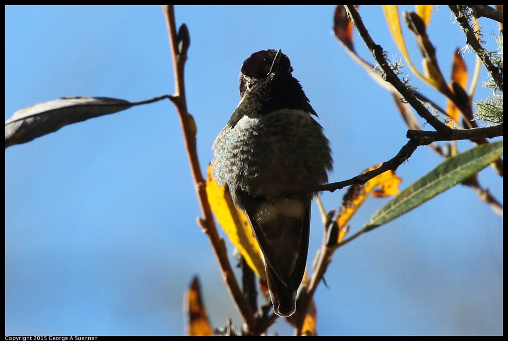 1215-135344-02.jpg - Anna's Hummingbird