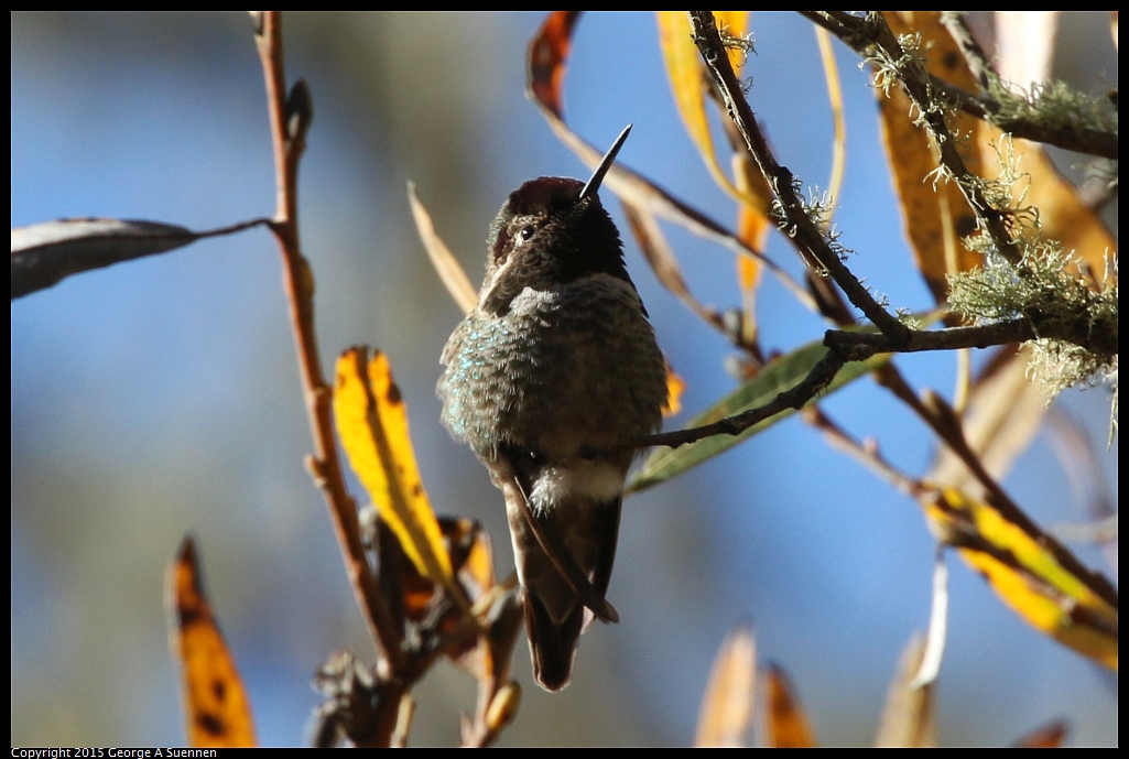 1215-135357-02.jpg - Anna's Hummingbird