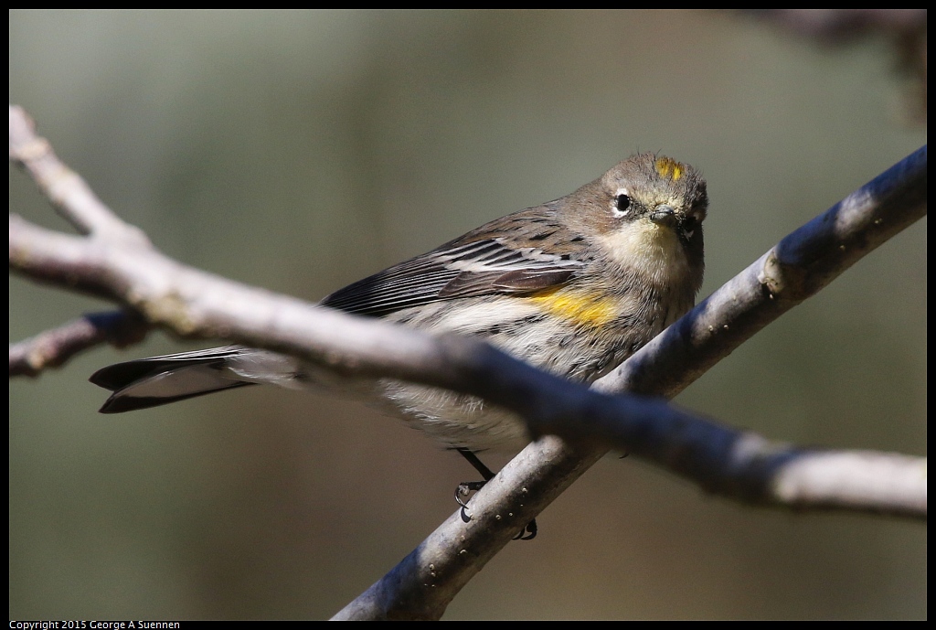 1215-135806-01.jpg - Yellow-rumped Warbler