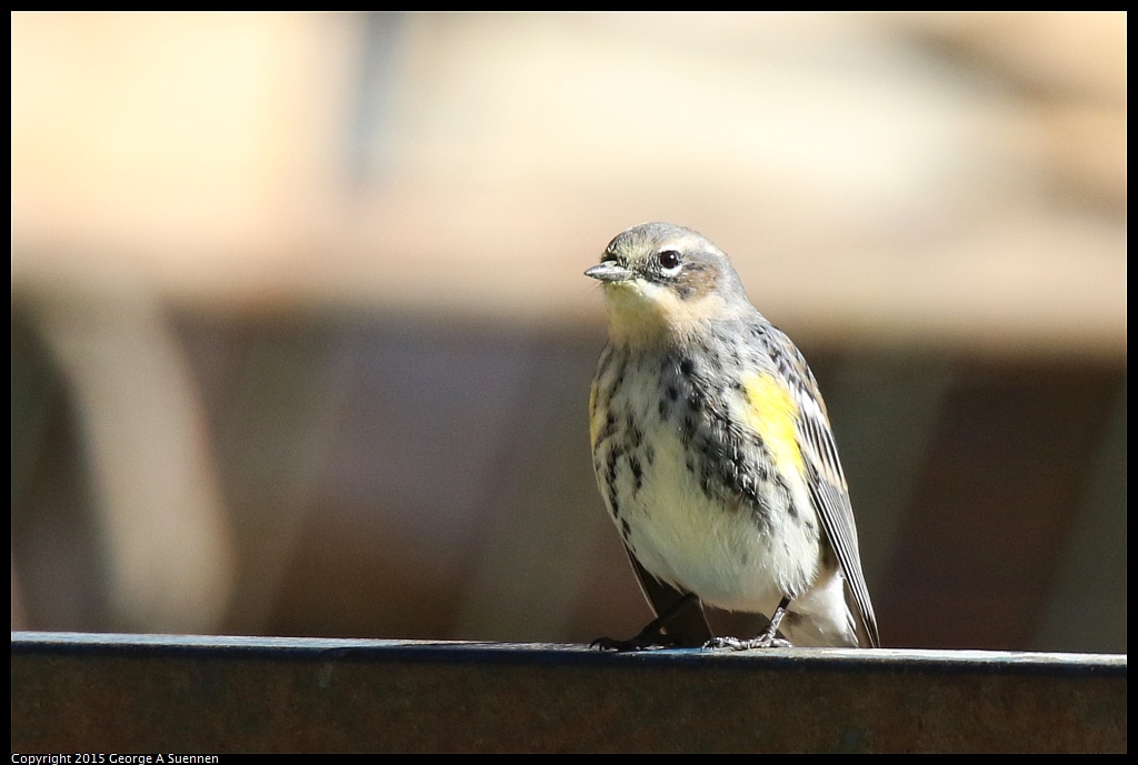 1215-135904-03.jpg - Yellow-rumped Warbler