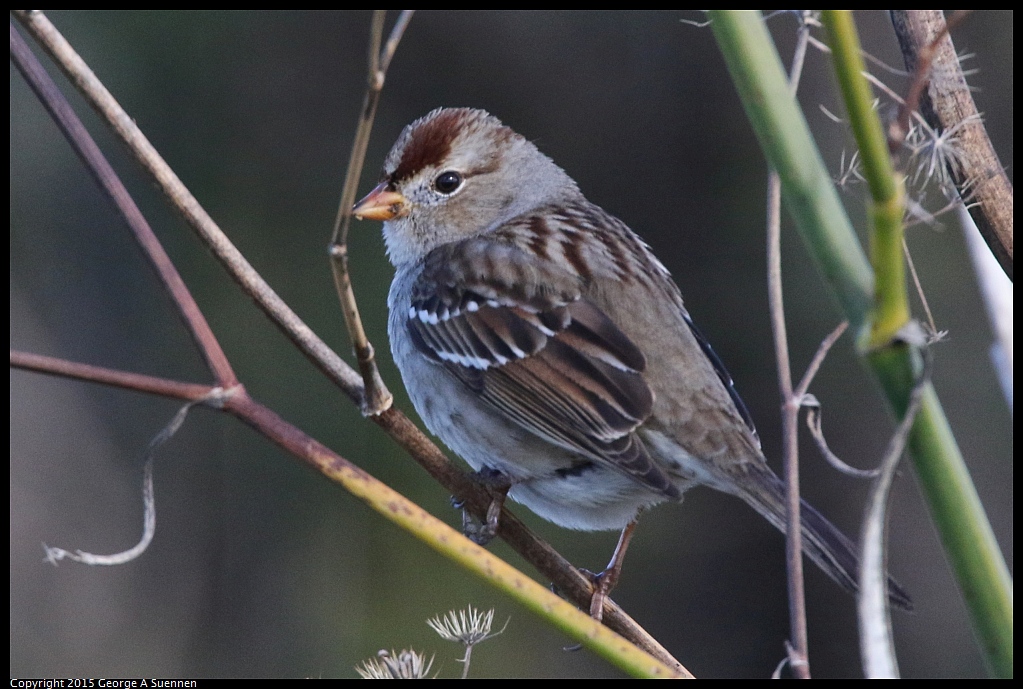 1219-132559-01.jpg - White-crowned Sparrow