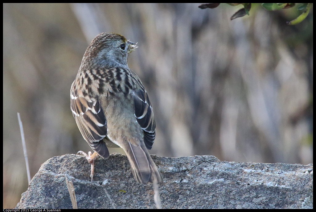 1219-132724-01.jpg - Golden-crowned Sparrow