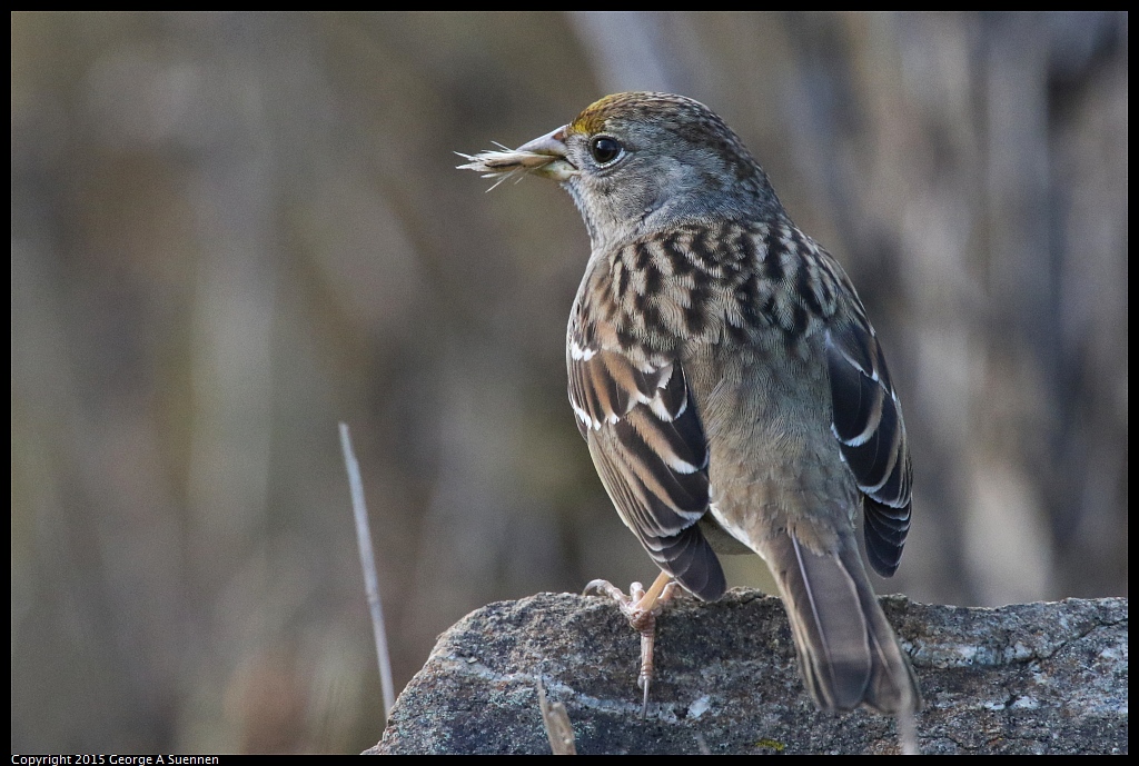 1219-132726-03.jpg - Golden-crowned Sparrow