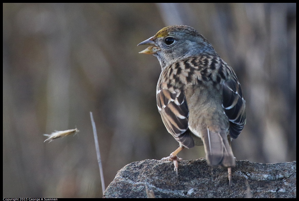 1219-132730-01.jpg - Golden-crowned Sparrow