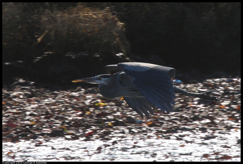 1219-133814-01.jpg - Great Blue Heron