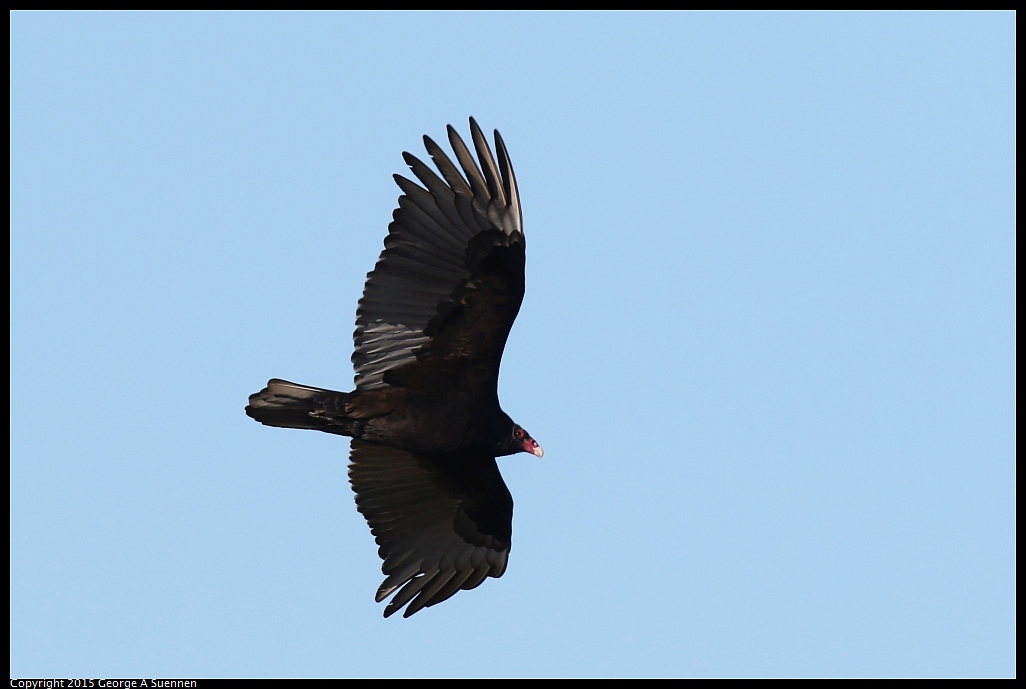 1219-134004-01.jpg - Turkey Vulture