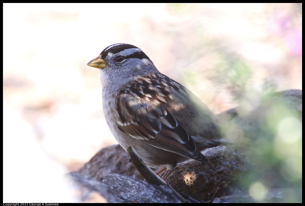 1219-140457-02.jpg - White-crowned Sparrow