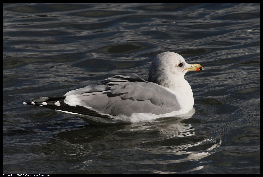 1219-141252-02.jpg - California Gull
