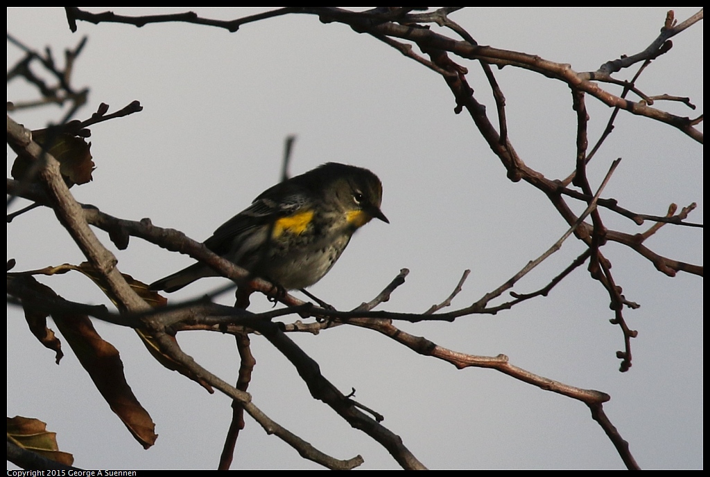 1219-151846-01.jpg - Yellow-rumped Warbler