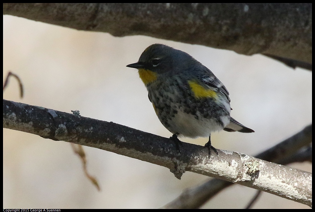 1219-151907-01.jpg - Yellow-rumped Warbler