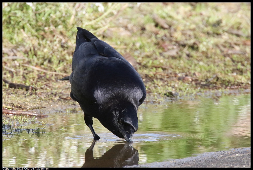 1219-152833-02.jpg - American Crow