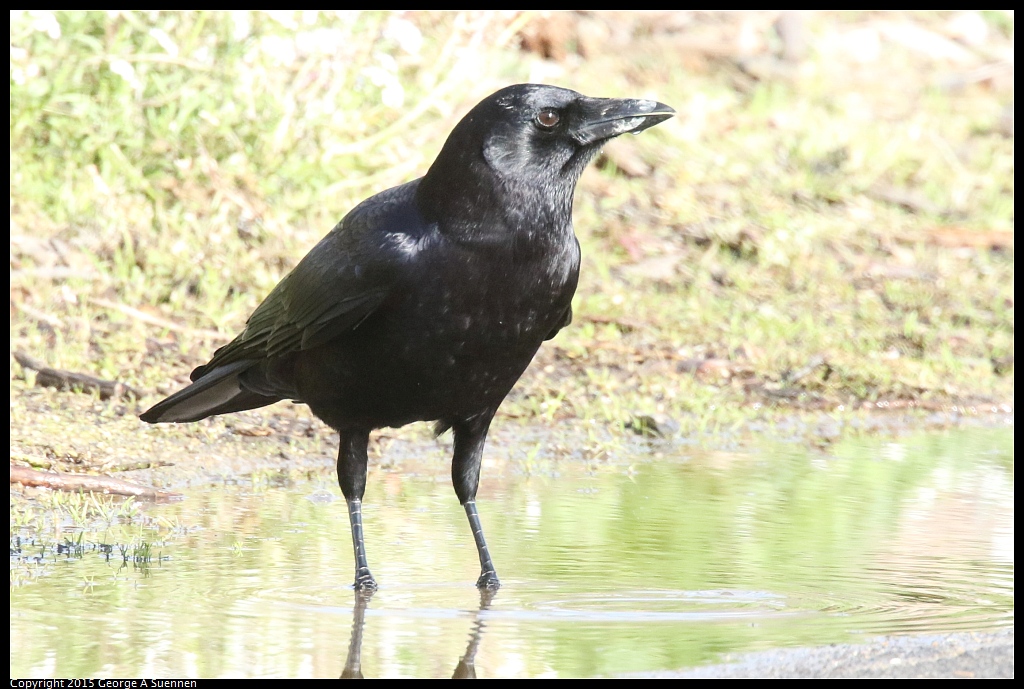 1219-152839-02.jpg - American Crow