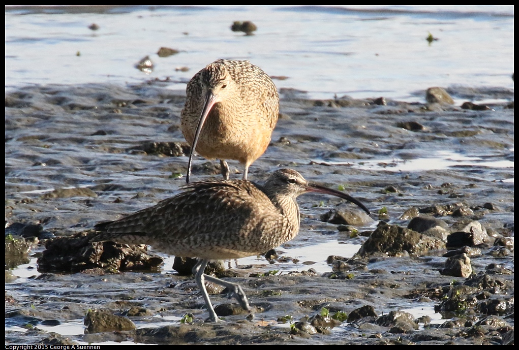 1219-153318-01.jpg - Long-billed Curlew and Whimbrel