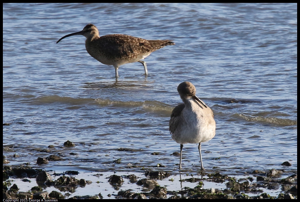 1219-153334-01.jpg - Whimbrel and Willet