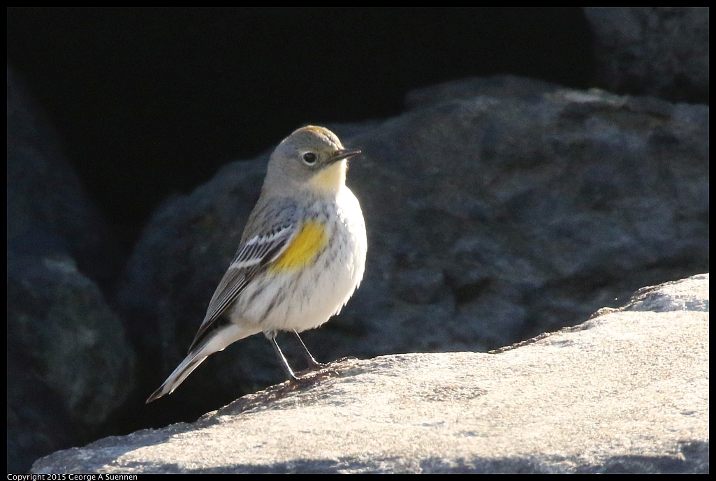 1219-153407-01.jpg - Yellow-rumped Warbler
