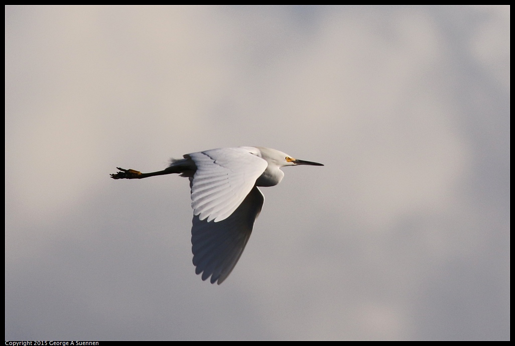 1219-154358-01.jpg - Snowy Egret