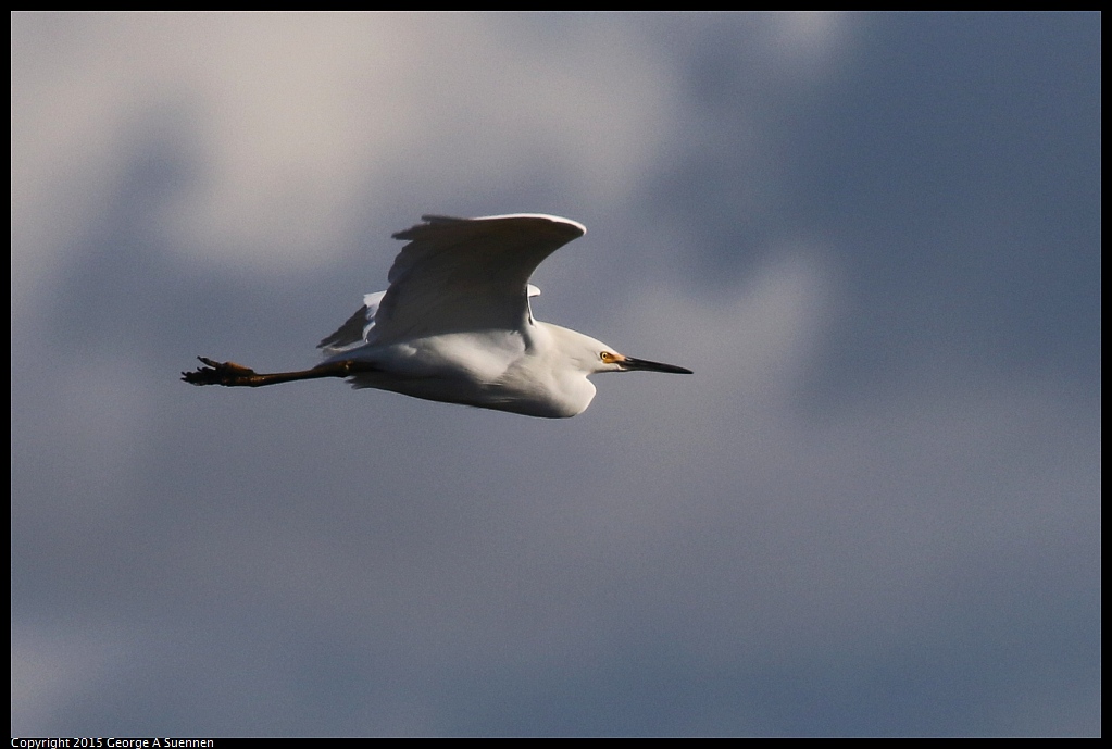 1219-154359-01.jpg - Snowy Egret